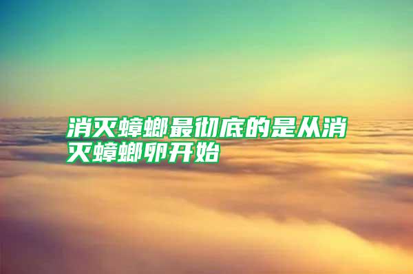 消滅蟑螂最徹底的是從消滅蟑螂卵開始