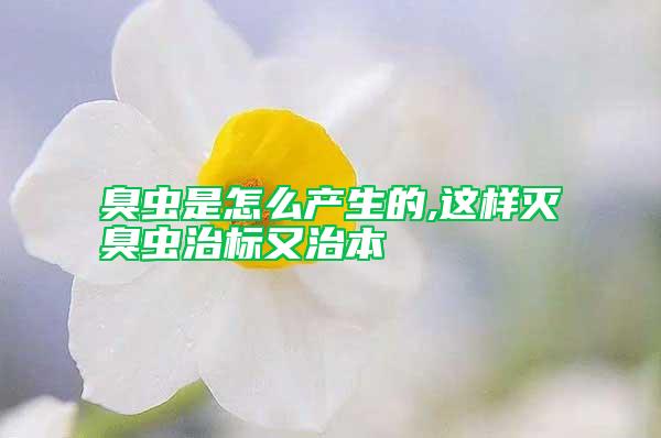 臭蟲是怎么產(chǎn)生的,這樣滅臭蟲治標(biāo)又治本