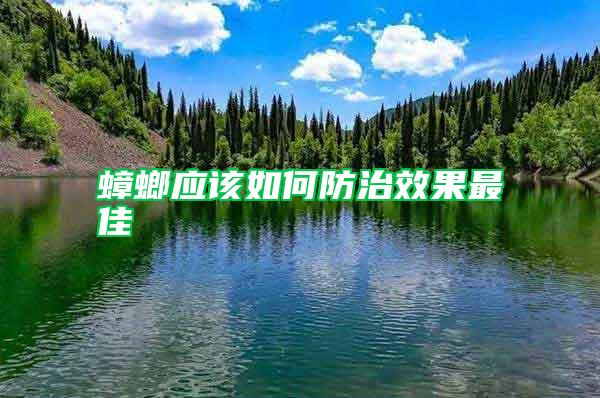 蟑螂應(yīng)該如何防治效果最佳