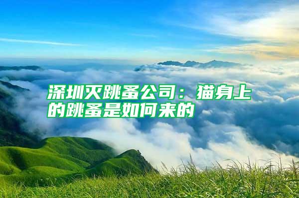 深圳滅跳蚤公司：貓身上的跳蚤是如何來(lái)的