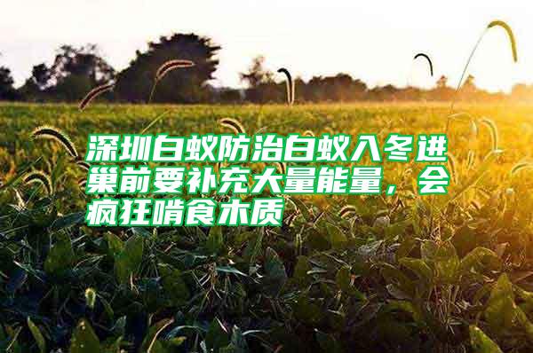 深圳白蟻防治白蟻入冬進巢前要補充大量能量，會瘋狂啃食木質(zhì)