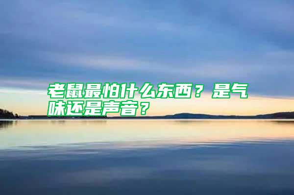 老鼠最怕什么東西？是氣味還是聲音？