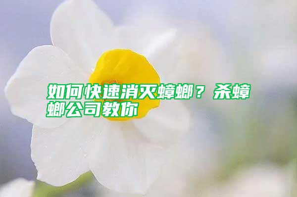 如何快速消滅蟑螂？殺蟑螂公司教你