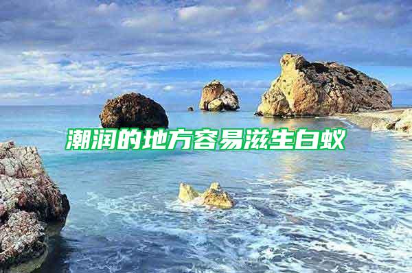 潮潤(rùn)的地方容易滋生白蟻