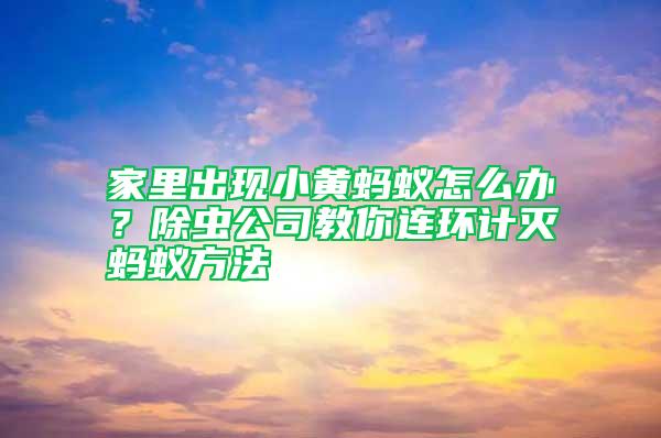 家里出現(xiàn)小黃螞蟻怎么辦？除蟲公司教你連環(huán)計滅螞蟻方法