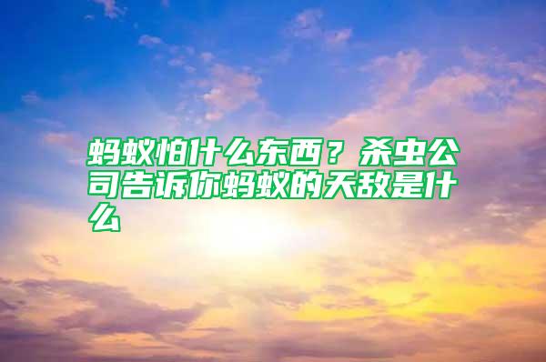 螞蟻怕什么東西？殺蟲公司告訴你螞蟻的天敵是什么