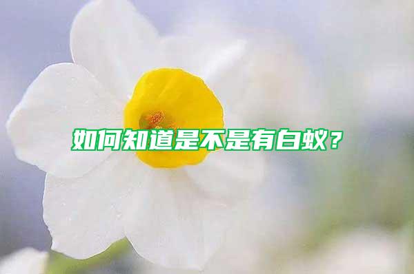 如何知道是不是有白蟻？