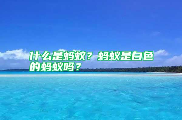 什么是螞蟻？螞蟻是白色的螞蟻嗎？