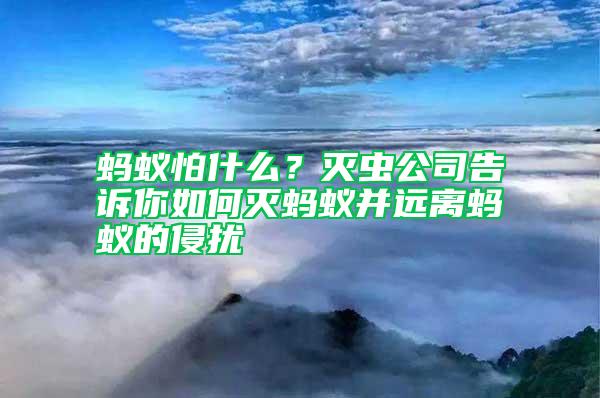 螞蟻怕什么？滅蟲公司告訴你如何滅螞蟻并遠離螞蟻的侵擾