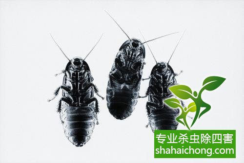 如何消滅蟑螂,怎么樣滅除蟑螂